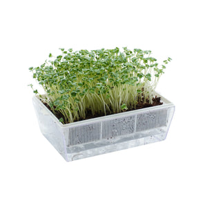Semi di Broccolo calabrese bio - 3 g