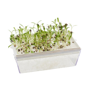 Semi di Calendula bio - 2 g