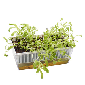 Semi di Calendula bio - 2 g