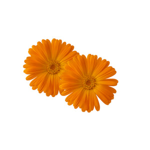 Set semi per fiori eduli bio - 6 varietà - ss501
