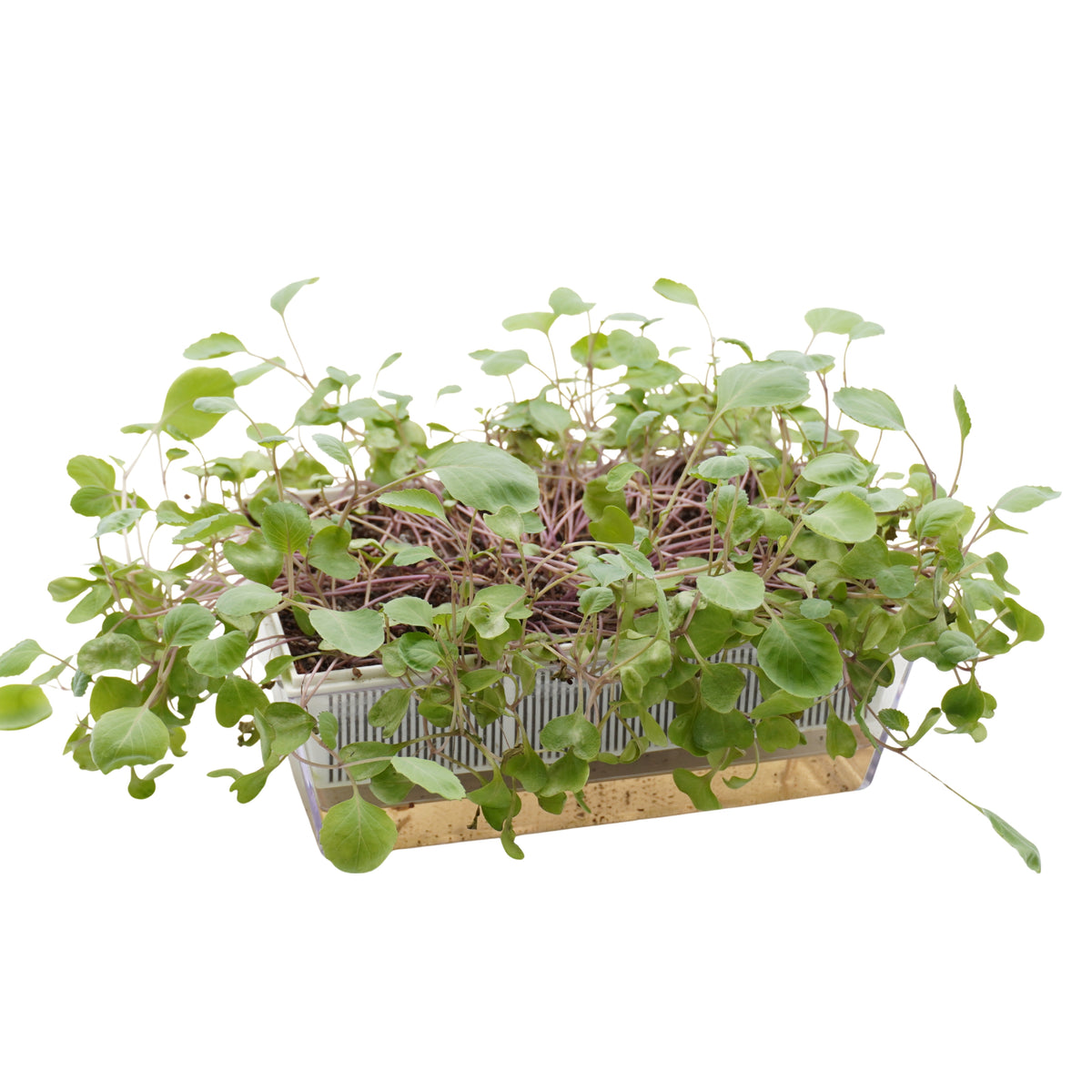 Semi di Cavolo rosso bio - 3 g