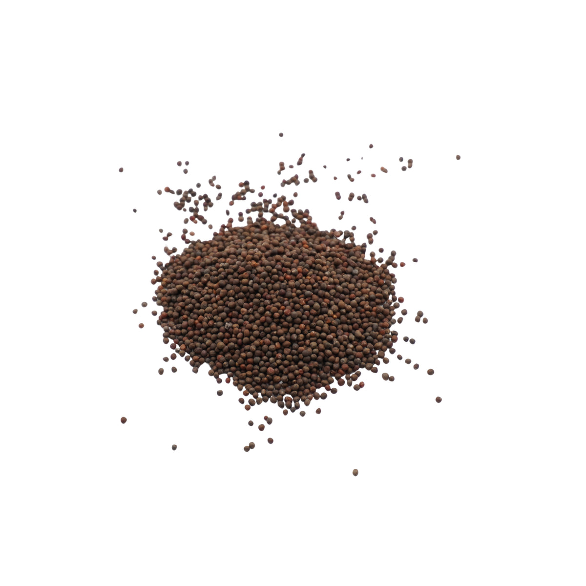 Semi di Cavolo rosso bio - 3 g