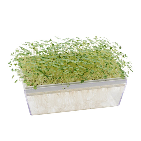 Semi di Chia bio - 2 g