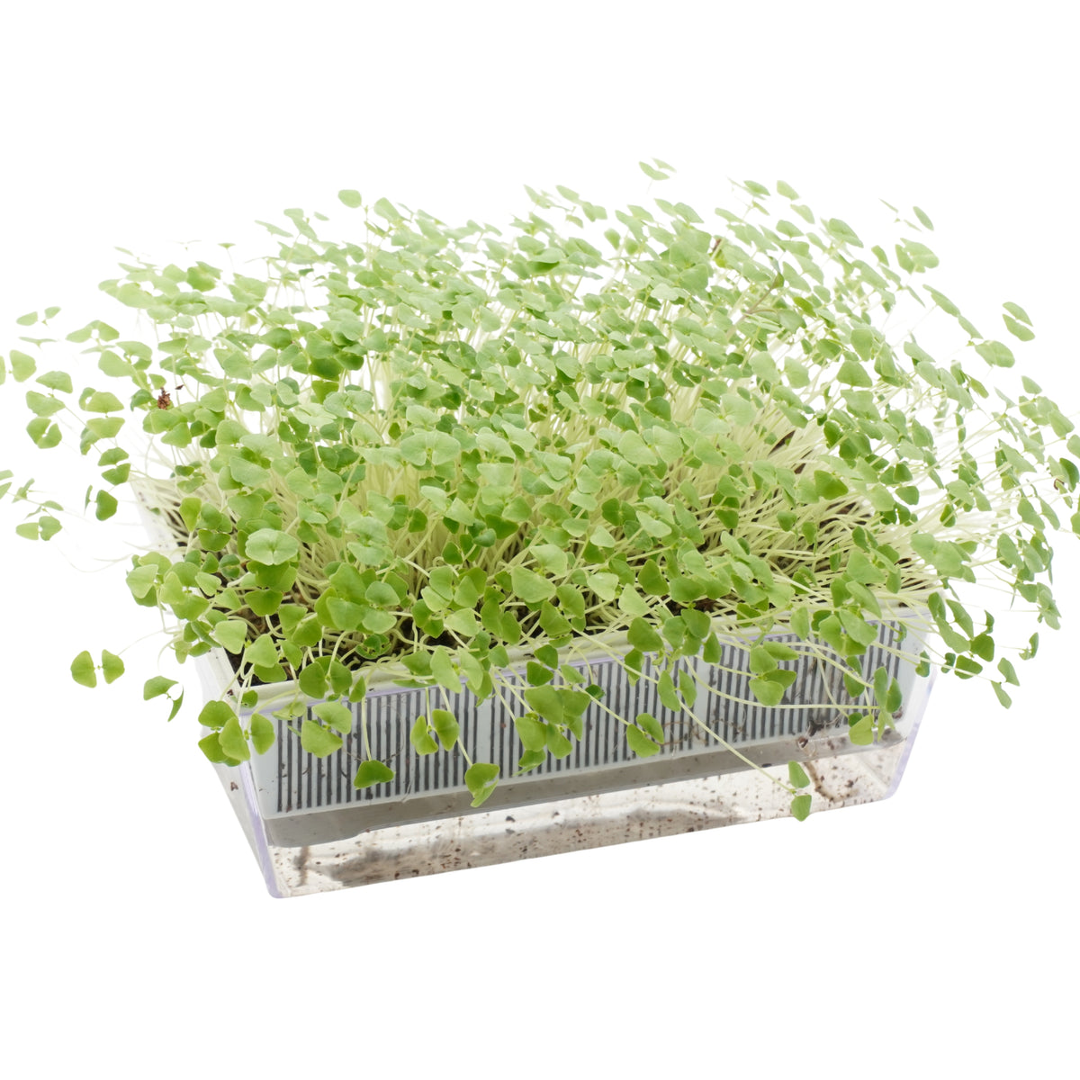 Kit per microgreens bio con cocco - 6 Eva S e 24 varietà semi - sk208