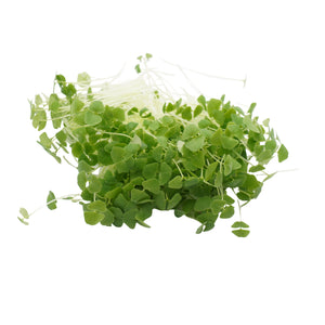 Set semi microgreens bio per cani - 12 varietà - ss901