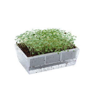 Semi di Chia bio - 2 g