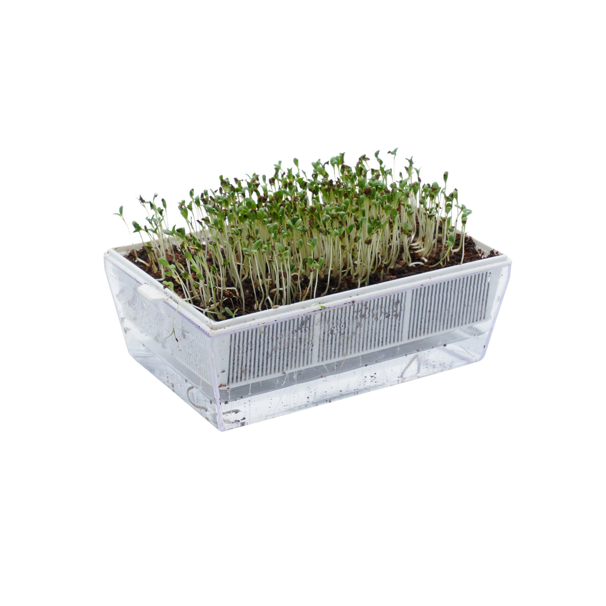 Semi di Erba medica bio - 2 g