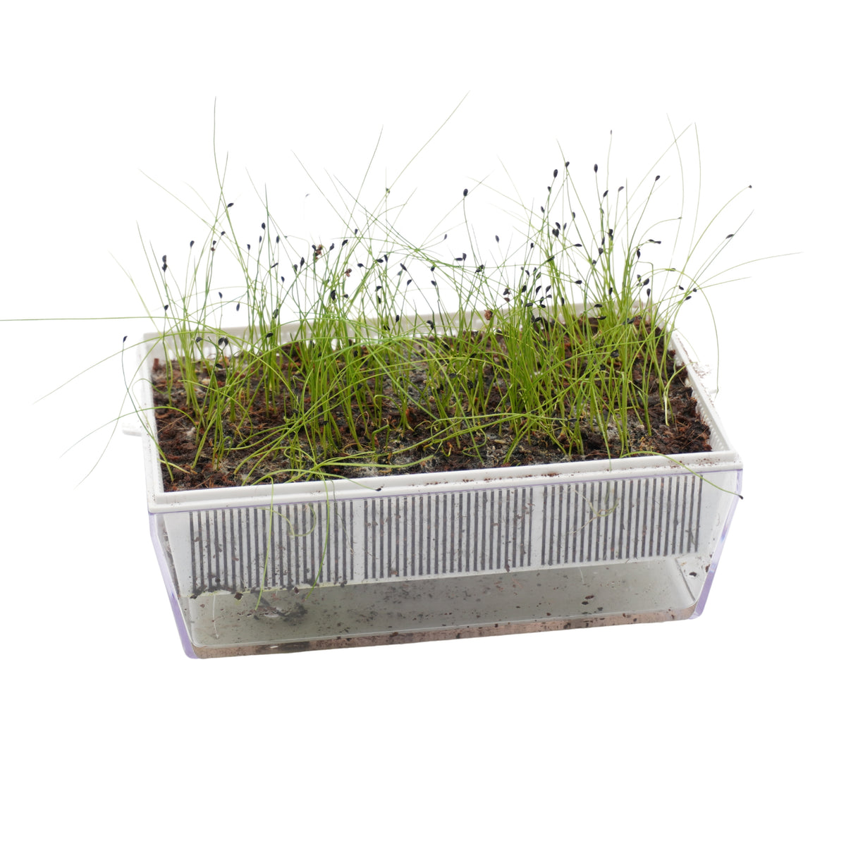 Semi di Erba cipollina bio - 1,4 g