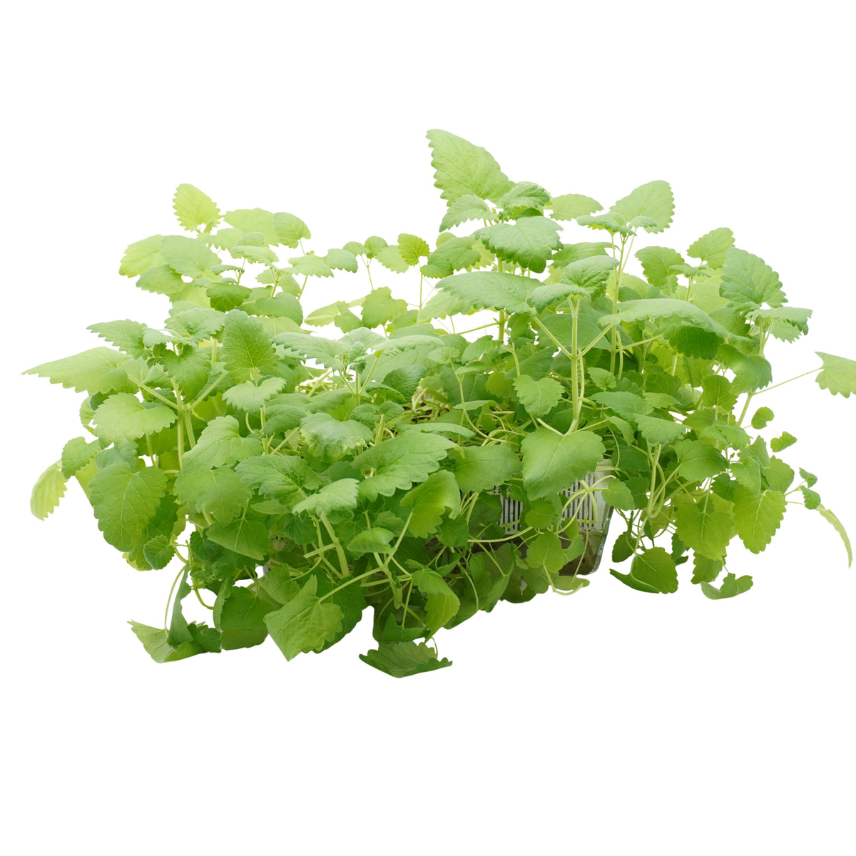 Set semi per microgreens bio - Cocco - 20 varietà - ss203