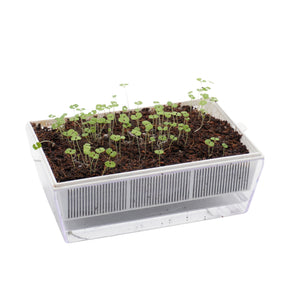 Semi di Erba gatta-Nepeta cataria bio - 0,2 g