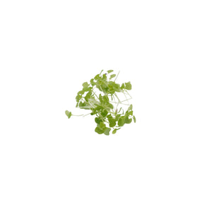 Set semi per erbe aromatiche bio - 7 varietà - ss401