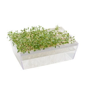 Herbe Médicale-Alfalfa-Graines Bio 50gr