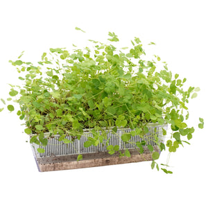 Semi di Erba medica bio - 2 g