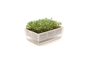 Herbe Médicale-Alfalfa-Graines Bio 50gr