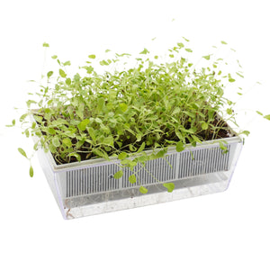 Herbe Médicale-Alfalfa-Graines Bio 50gr