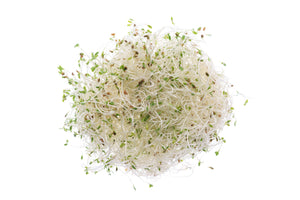 Herbe Médicale-Alfalfa-Graines Bio 50gr