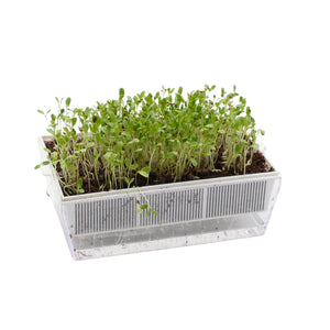 Semi di Erba medica bio - 2 g