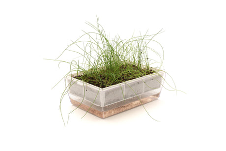 semi aromatiche