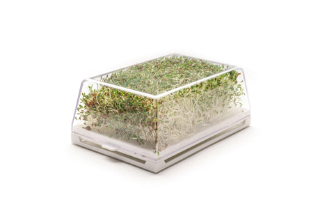 Bio Alfalfa-Luzerne-Samen 50gr
