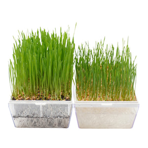 Semi di Grano bio - 30 g