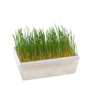 Semi di Grano bio - 30 g