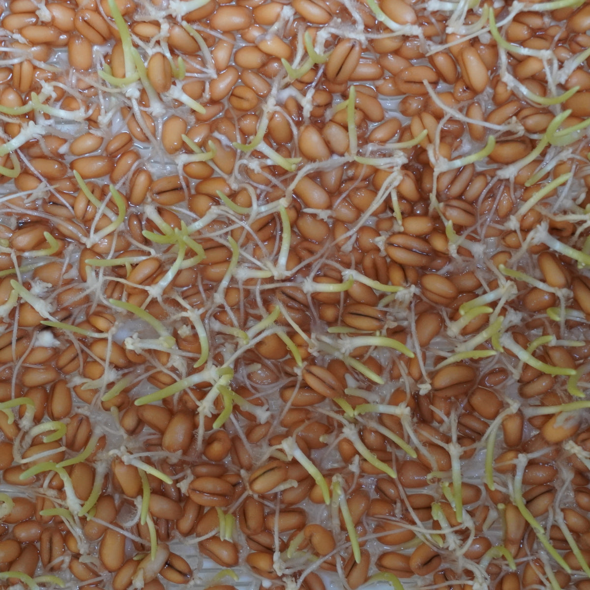 Set semi erba di grano bio e cocco - 6 ricariche - ss907