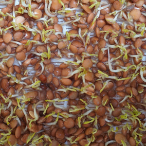 Semi di Lenticchia rossa bio - 100 g