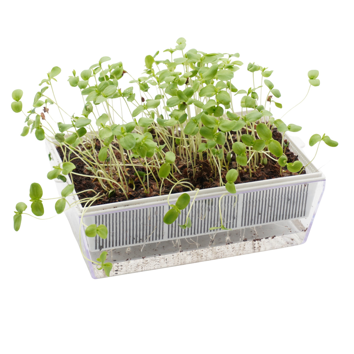 Semi di Lino bio - 6 g