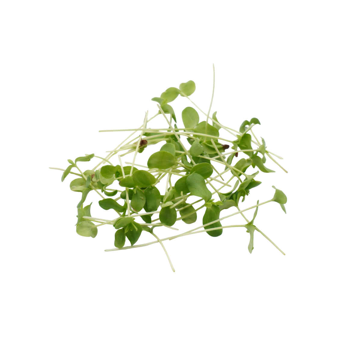Semi di Lino bio - 6 g