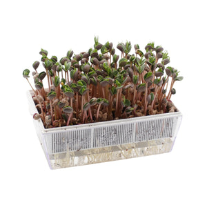Semi di Lupino dolce bio - 30 g