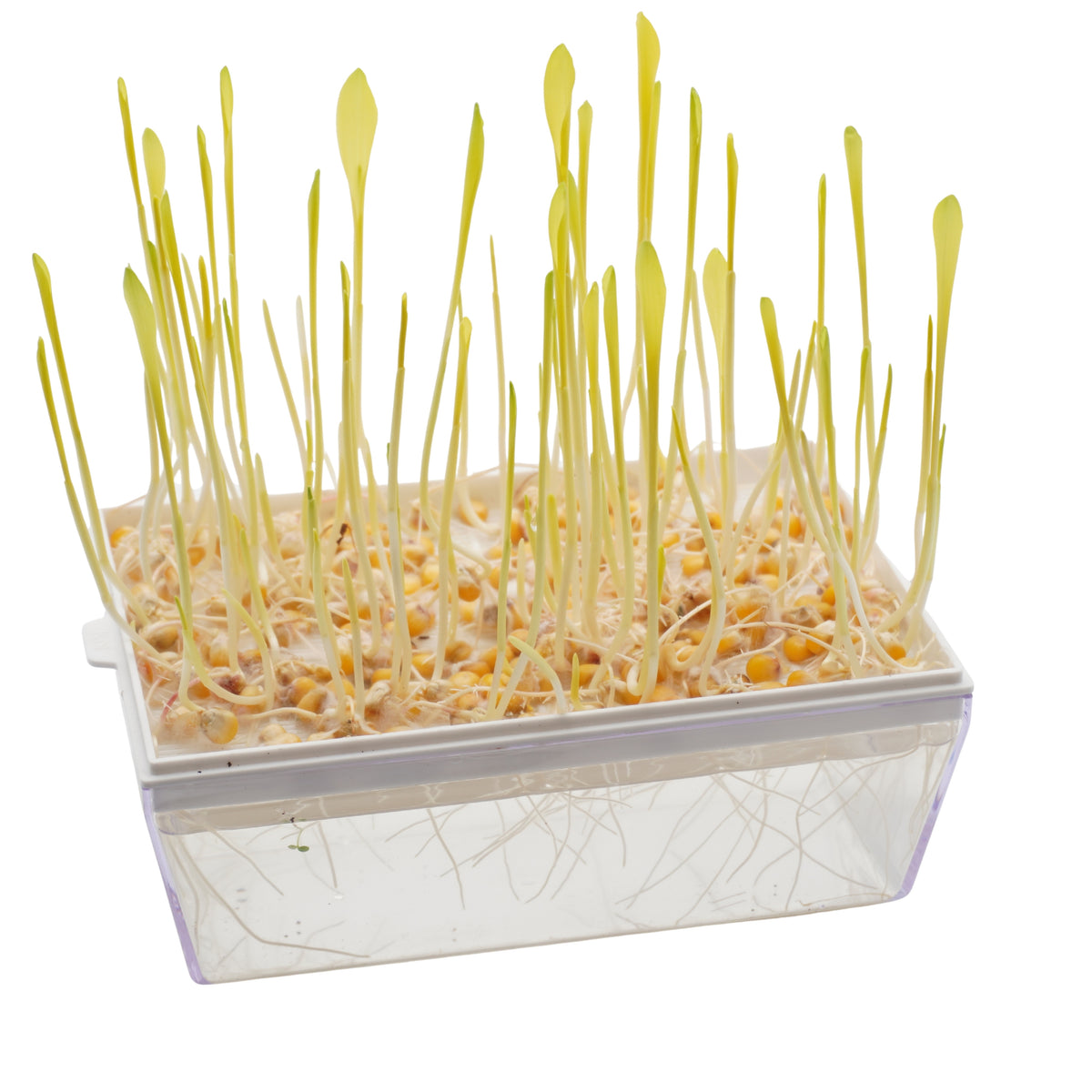 Kit per microgreens idroponici bio - 3 Eva H e 24 varietà semi - sk203