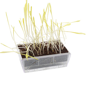 Semi di Mais bio - 35 g