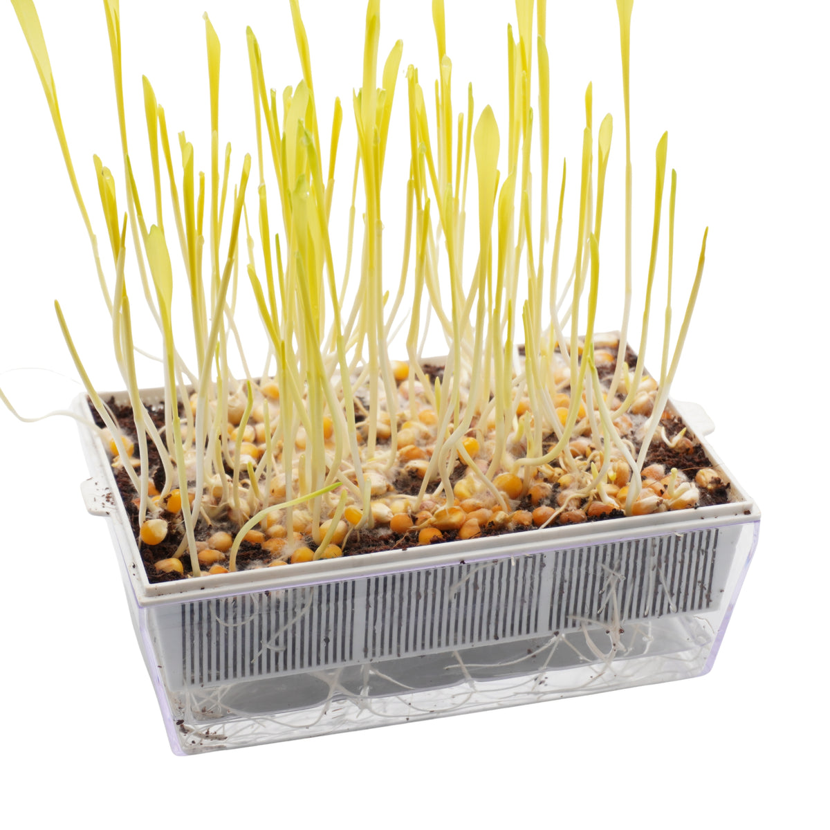 Kit educativo microgreens bio-Idro e Cocco-8 Eva e 45 varietà semi-sk607
