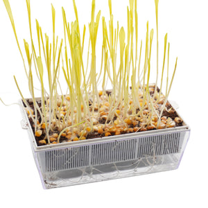 Kit educativo microgreens bio-Idro e Cocco-8 Eva e 45 varietà semi-sk607