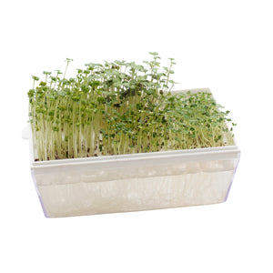 Kit educativo microgreens bio-Idro e Cocco-8 Eva e 45 varietà semi-sk607