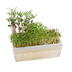 Kit educativo microgreens bio-Idro e Cocco-8 Eva e 45 varietà semi-sk607
