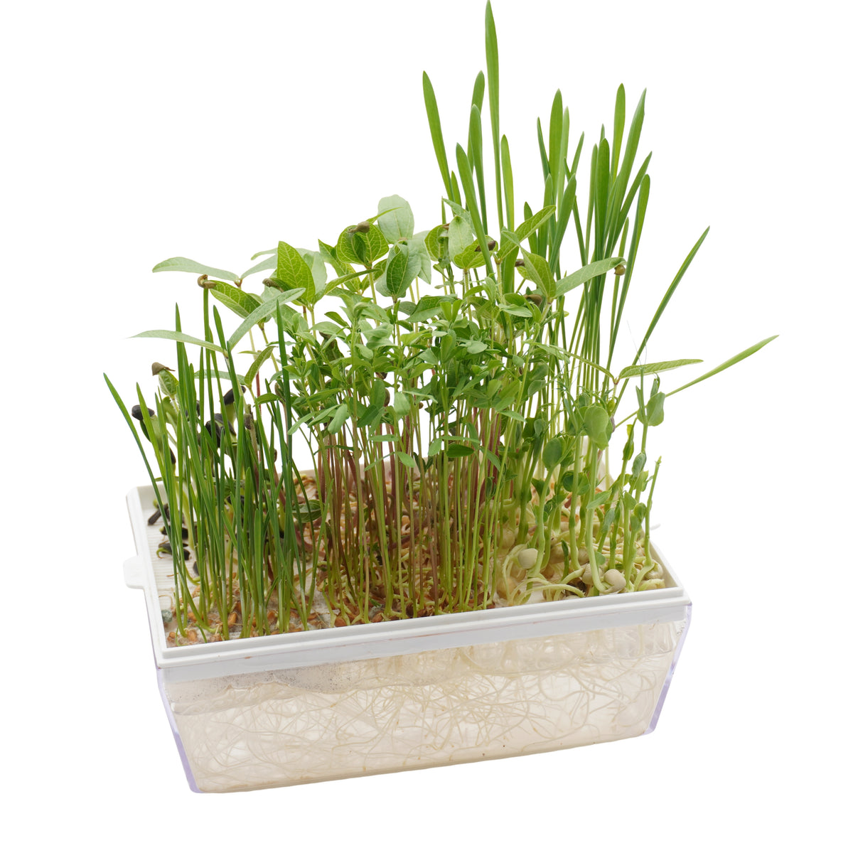 Kit educativo microgreens bio-Idro e Cocco-8 Eva e 45 varietà semi-sk607
