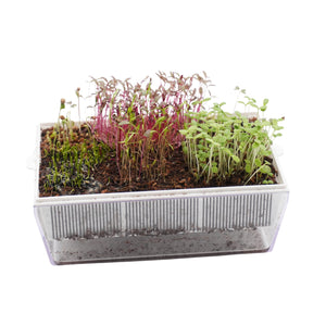Kit educativo microgreens bio-Idro e Cocco-8 Eva e 45 varietà semi-sk607