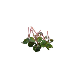 Set semi per erbe aromatiche bio - 14 varietà - ss402