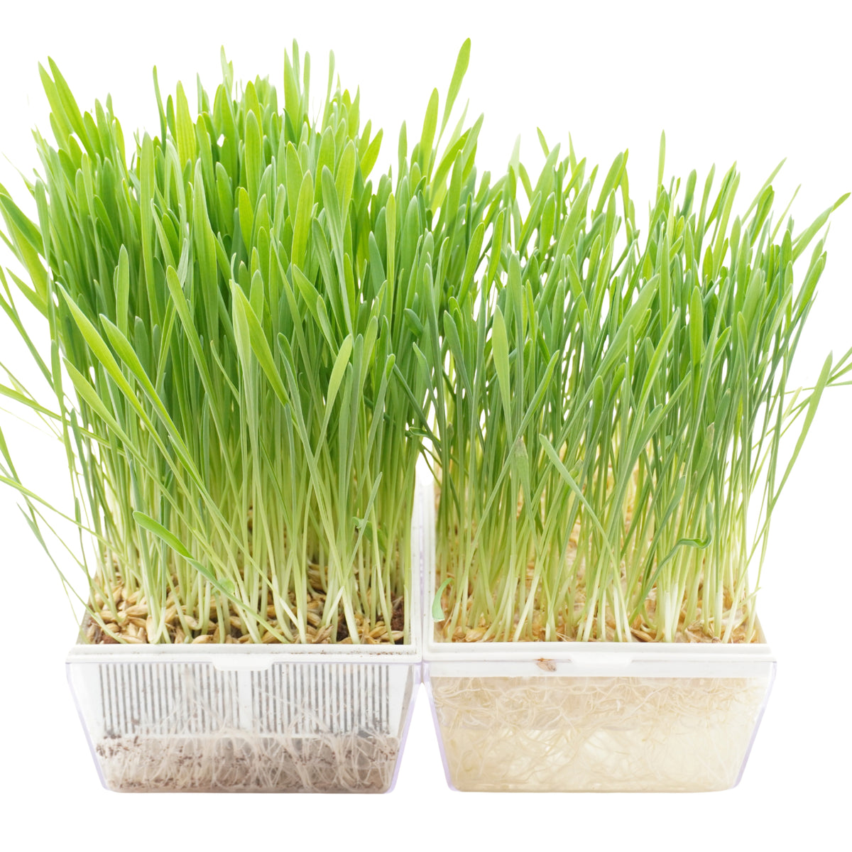 Semi di Orzo bio - 30 g