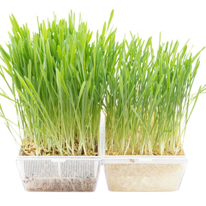 Semi di Orzo bio - 30 g