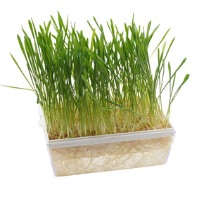 Semi di Orzo bio - 30 g