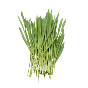 Semi di Orzo bio - 30 g