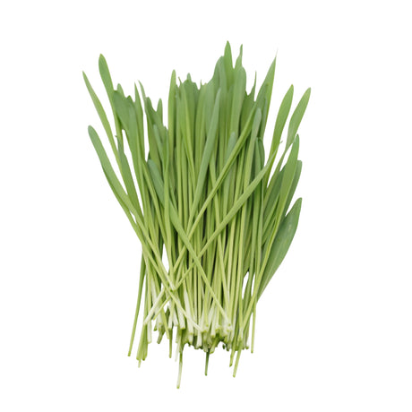 Semi di Orzo bio - 30 g