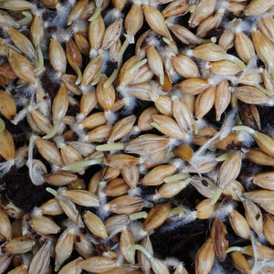 Semi di Orzo bio - 30 g