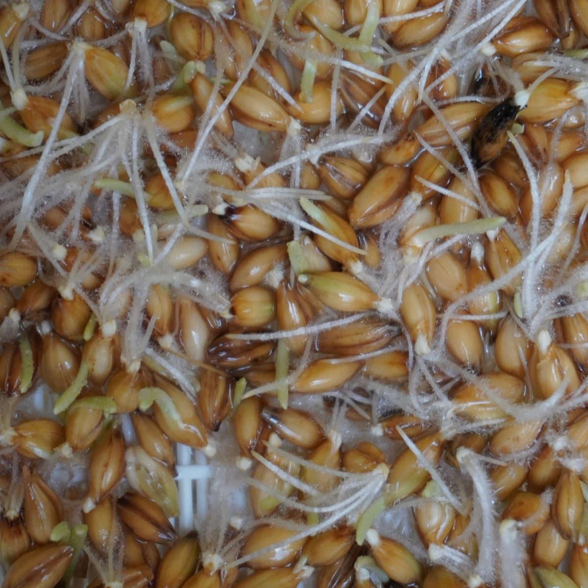 Semi di Orzo bio - 30 g