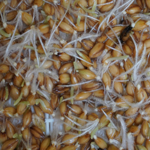 Semi di Orzo bio - 30 g