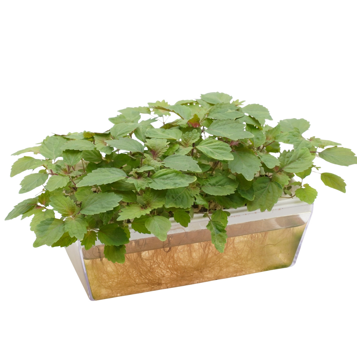 Semi di Perilla bicolor bio - 2g