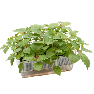 Semi di Perilla bicolor bio - 2g