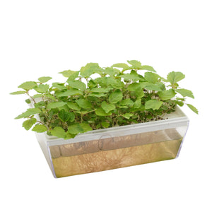 Semi di Perilla bicolor bio - 2g
